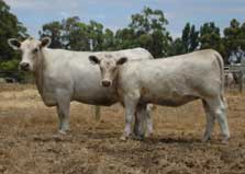 Monterey Joyce B62 and calf