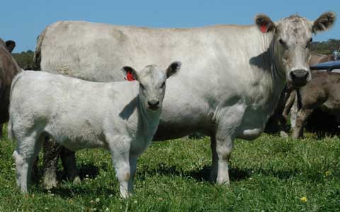 Lot 20 and calf