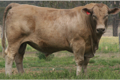 Monterey Farryn Lot 23