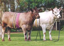 Monterey Champion heifers