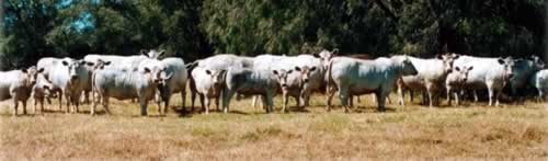 2001_heifers