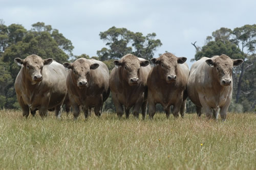 2005_bulls