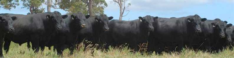 Monterey angus bulls