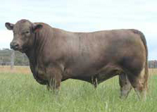 Monterey Bodybuilder B30