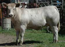 Champion Carcase heifer
