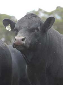angus head
