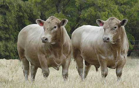 Monterey sale bulls 2008