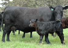 P4 and calf