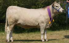Monterey Showgirl A130