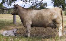 Monterey Primrose U5