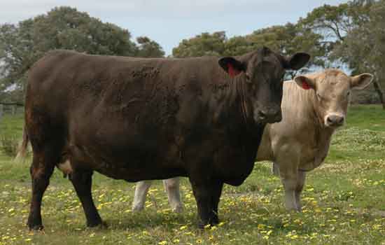 Monterey Showgirl and calf
