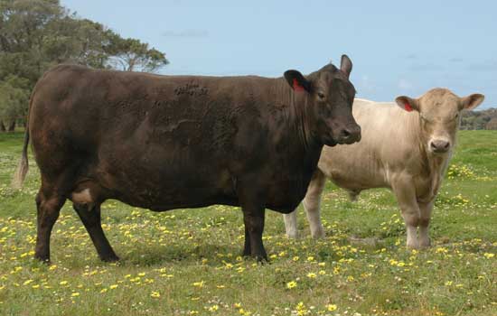Monterey Showgirl and calf