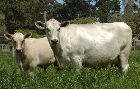 Monterey Gemstone and calf