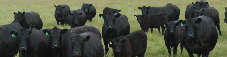 Angus history