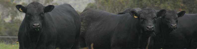 Monterey angus bulls