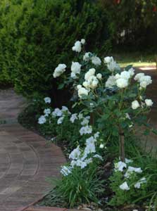 roses