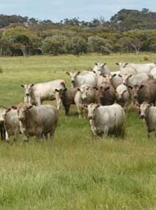 Scott River cows