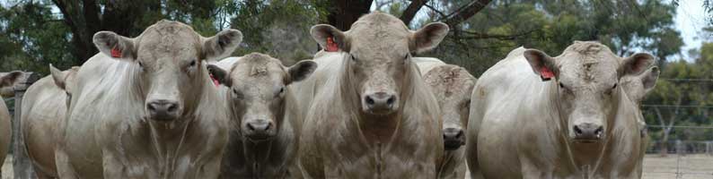 Monterey Junior Sires