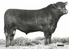 Orcadia Park Syndicate